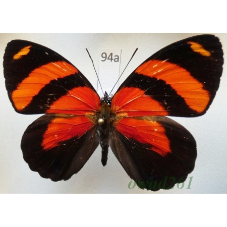 Callicore cynosura (Doubleday & Hewitson, 1847 Peru94a